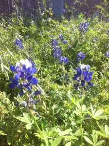         It's April in Texas!